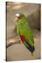White Fronted Amazon Parrot, Roatan Butterfly Garden, Tropical Bird, Honduras-Jim Engelbrecht-Stretched Canvas