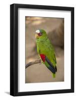 White Fronted Amazon Parrot, Roatan Butterfly Garden, Tropical Bird, Honduras-Jim Engelbrecht-Framed Photographic Print