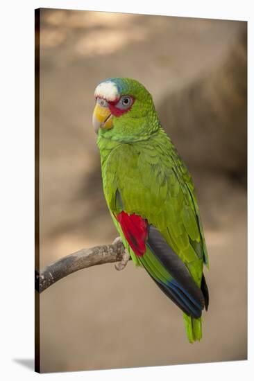 White Fronted Amazon Parrot, Roatan Butterfly Garden, Tropical Bird, Honduras-Jim Engelbrecht-Stretched Canvas