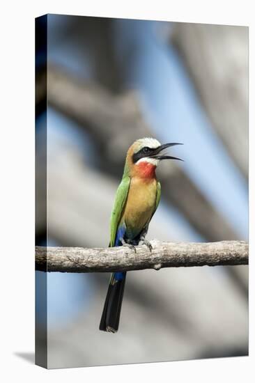 White-Fronted Bee-Eater, Chobe National Park, Botswana-Paul Souders-Stretched Canvas