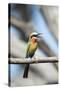 White-Fronted Bee-Eater, Chobe National Park, Botswana-Paul Souders-Stretched Canvas