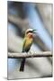 White-Fronted Bee-Eater, Chobe National Park, Botswana-Paul Souders-Mounted Photographic Print