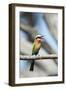 White-Fronted Bee-Eater, Chobe National Park, Botswana-Paul Souders-Framed Photographic Print