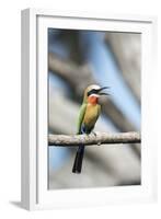 White-Fronted Bee-Eater, Chobe National Park, Botswana-Paul Souders-Framed Photographic Print