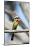 White-Fronted Bee-Eater, Chobe National Park, Botswana-Paul Souders-Mounted Photographic Print