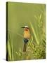 White-Fronted Bee-Eater, Kruger National Park, South Africa, Africa-James Hager-Stretched Canvas