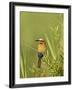 White-Fronted Bee-Eater, Kruger National Park, South Africa, Africa-James Hager-Framed Photographic Print