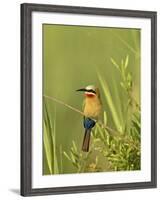 White-Fronted Bee-Eater, Kruger National Park, South Africa, Africa-James Hager-Framed Photographic Print