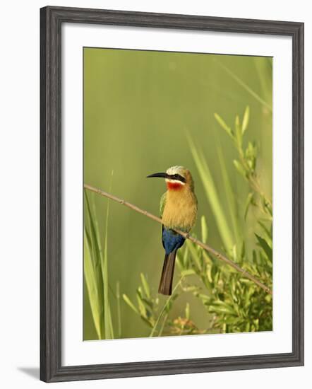 White-Fronted Bee-Eater, Kruger National Park, South Africa, Africa-James Hager-Framed Photographic Print