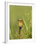 White-Fronted Bee-Eater, Kruger National Park, South Africa, Africa-James Hager-Framed Photographic Print