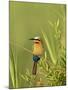 White-Fronted Bee-Eater, Kruger National Park, South Africa, Africa-James Hager-Mounted Photographic Print