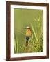 White-Fronted Bee-Eater, Kruger National Park, South Africa, Africa-James Hager-Framed Photographic Print