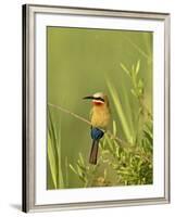 White-Fronted Bee-Eater, Kruger National Park, South Africa, Africa-James Hager-Framed Photographic Print