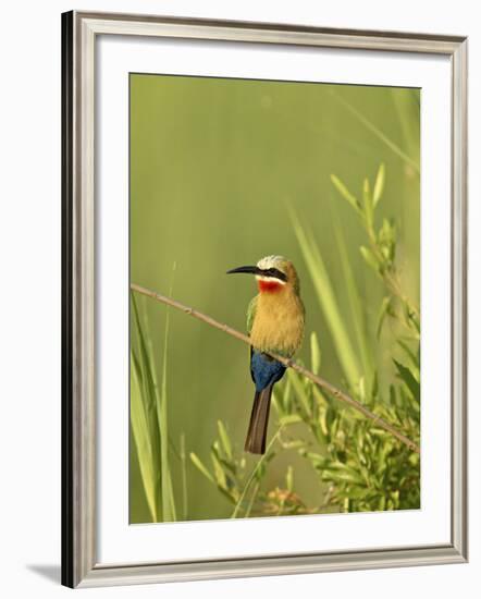 White-Fronted Bee-Eater, Kruger National Park, South Africa, Africa-James Hager-Framed Photographic Print