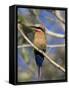 White-Fronted Bee-Eater (Merops Bullockoides), Chobe National Park, Botswana, Africa-Thorsten Milse-Framed Stretched Canvas