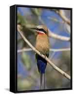 White-Fronted Bee-Eater (Merops Bullockoides), Chobe National Park, Botswana, Africa-Thorsten Milse-Framed Stretched Canvas