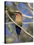 White-Fronted Bee-Eater (Merops Bullockoides), Chobe National Park, Botswana, Africa-Thorsten Milse-Stretched Canvas