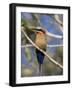 White-Fronted Bee-Eater (Merops Bullockoides), Chobe National Park, Botswana, Africa-Thorsten Milse-Framed Photographic Print