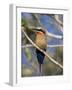 White-Fronted Bee-Eater (Merops Bullockoides), Chobe National Park, Botswana, Africa-Thorsten Milse-Framed Photographic Print