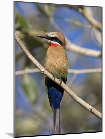 White-Fronted Bee-Eater (Merops Bullockoides), Chobe National Park, Botswana, Africa-Thorsten Milse-Mounted Photographic Print