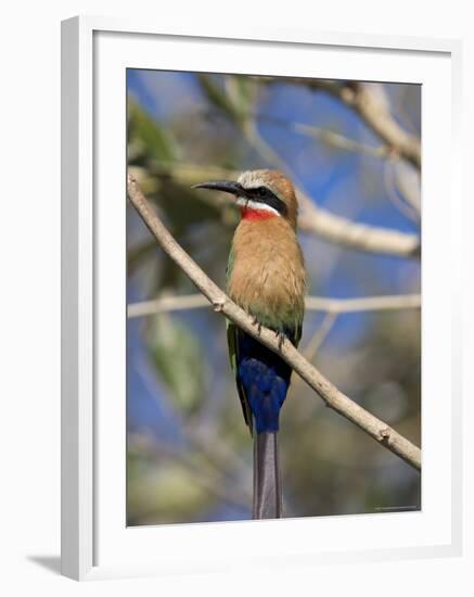 White-Fronted Bee-Eater (Merops Bullockoides), Chobe National Park, Botswana, Africa-Thorsten Milse-Framed Photographic Print