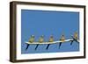 White-fronted Bee-eater (Merops bullockoides) five adults, watching insect fly pass, Tuli Block-Shem Compion-Framed Photographic Print