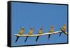 White-fronted Bee-eater (Merops bullockoides) five adults, watching insect fly pass, Tuli Block-Shem Compion-Framed Stretched Canvas