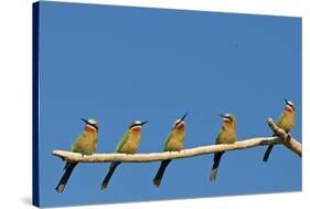 White-fronted Bee-eater (Merops bullockoides) five adults, watching insect fly pass, Tuli Block-Shem Compion-Stretched Canvas