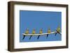 White-fronted Bee-eater (Merops bullockoides) five adults, watching insect fly pass, Tuli Block-Shem Compion-Framed Photographic Print