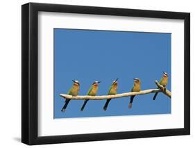 White-fronted Bee-eater (Merops bullockoides) five adults, watching insect fly pass, Tuli Block-Shem Compion-Framed Photographic Print