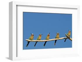 White-fronted Bee-eater (Merops bullockoides) five adults, watching insect fly pass, Tuli Block-Shem Compion-Framed Photographic Print