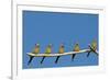 White-fronted Bee-eater (Merops bullockoides) five adults, watching insect fly pass, Tuli Block-Shem Compion-Framed Photographic Print