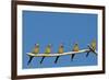 White-fronted Bee-eater (Merops bullockoides) five adults, watching insect fly pass, Tuli Block-Shem Compion-Framed Photographic Print