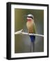 White-Fronted Bee-Eater (Merops Bullockoides), Kruger National Park, South Africa, Africa-James Hager-Framed Photographic Print