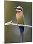 White-Fronted Bee-Eater (Merops Bullockoides), Kruger National Park, South Africa, Africa-James Hager-Mounted Photographic Print