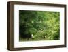 White-Fronted Bee-Eater (Merops Bullockoides), South Luangwa National Park, Zambia, Africa-Janette Hill-Framed Photographic Print