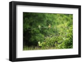 White-Fronted Bee-Eater (Merops Bullockoides), South Luangwa National Park, Zambia, Africa-Janette Hill-Framed Photographic Print