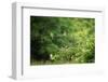 White-Fronted Bee-Eater (Merops Bullockoides), South Luangwa National Park, Zambia, Africa-Janette Hill-Framed Photographic Print