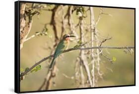 White Fronted Bee Eater (Merops Bullockoides), Zambia, Africa-Janette Hill-Framed Stretched Canvas