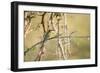 White Fronted Bee Eater (Merops Bullockoides), Zambia, Africa-Janette Hill-Framed Photographic Print