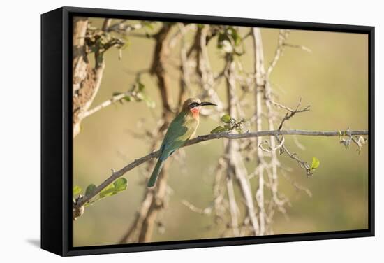 White Fronted Bee Eater (Merops Bullockoides), Zambia, Africa-Janette Hill-Framed Stretched Canvas