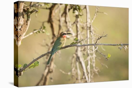 White Fronted Bee Eater (Merops Bullockoides), Zambia, Africa-Janette Hill-Stretched Canvas