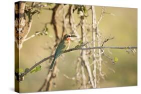 White Fronted Bee Eater (Merops Bullockoides), Zambia, Africa-Janette Hill-Stretched Canvas