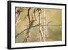 White Fronted Bee Eater (Merops Bullockoides), Zambia, Africa-Janette Hill-Framed Photographic Print