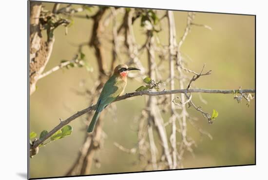White Fronted Bee Eater (Merops Bullockoides), Zambia, Africa-Janette Hill-Mounted Photographic Print
