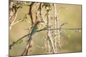 White Fronted Bee Eater (Merops Bullockoides), Zambia, Africa-Janette Hill-Mounted Photographic Print