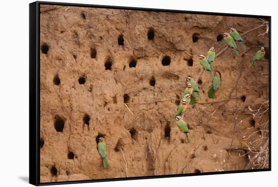 White-Fronted Bee Eaters-Michele Westmorland-Framed Stretched Canvas