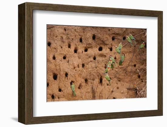 White-Fronted Bee Eaters-Michele Westmorland-Framed Photographic Print