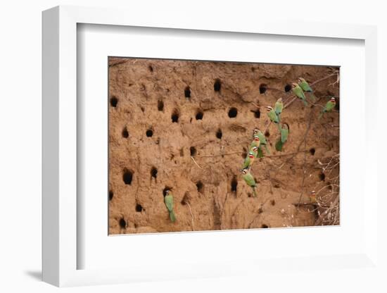 White-Fronted Bee Eaters-Michele Westmorland-Framed Photographic Print