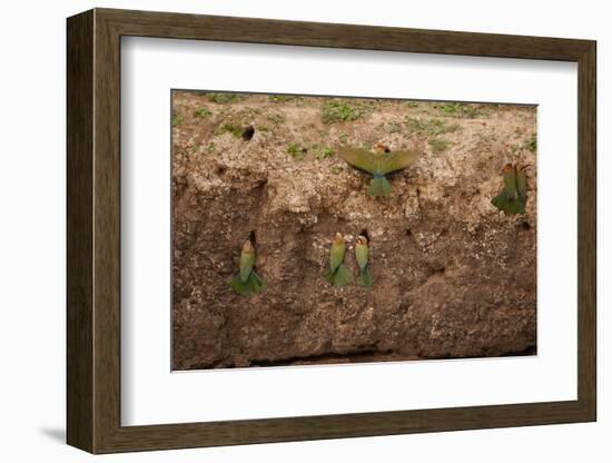 White-Fronted Bee Eaters-Michele Westmorland-Framed Photographic Print